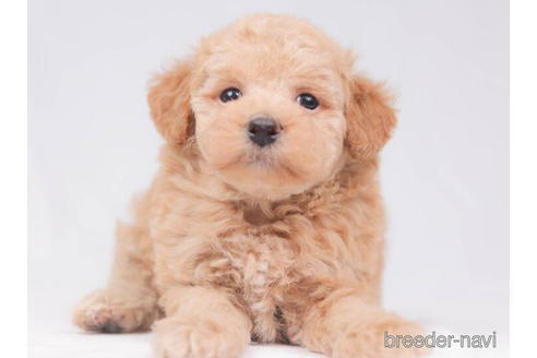 成約済の東京都のトイプードル-206181の3枚目